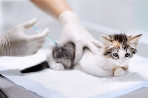 Kedi aşı fiyatları
